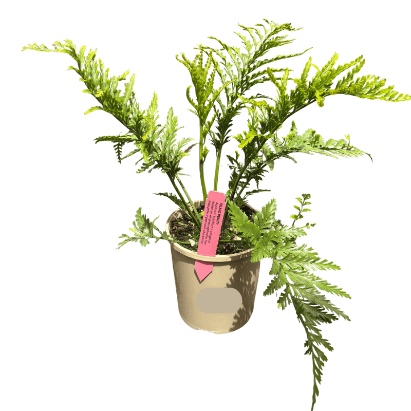 Asplenium Island Beauty Fern