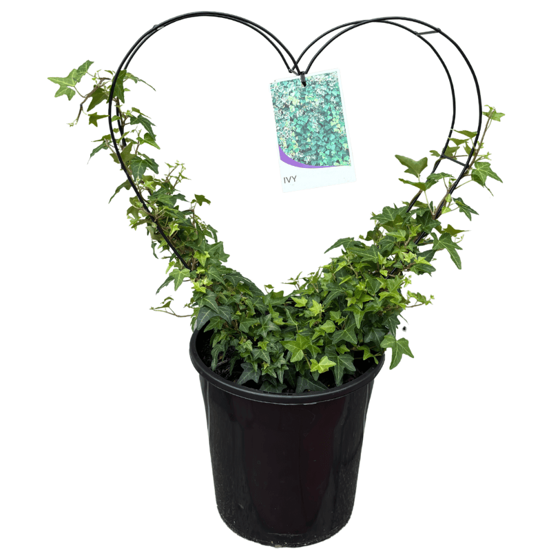 Hedera Pittsburgh 20cm Heart
