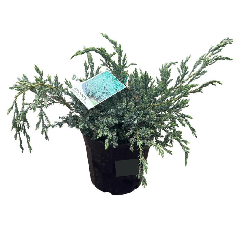 Juniperus squamata Blue Carpet 20cm