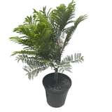 Jacaranda Bonsai Blue 25cm