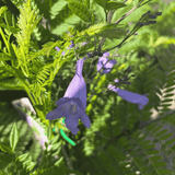 Jacaranda Bonsai Blue 25cm