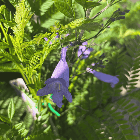 Jacaranda Bonsai Blue 25cm