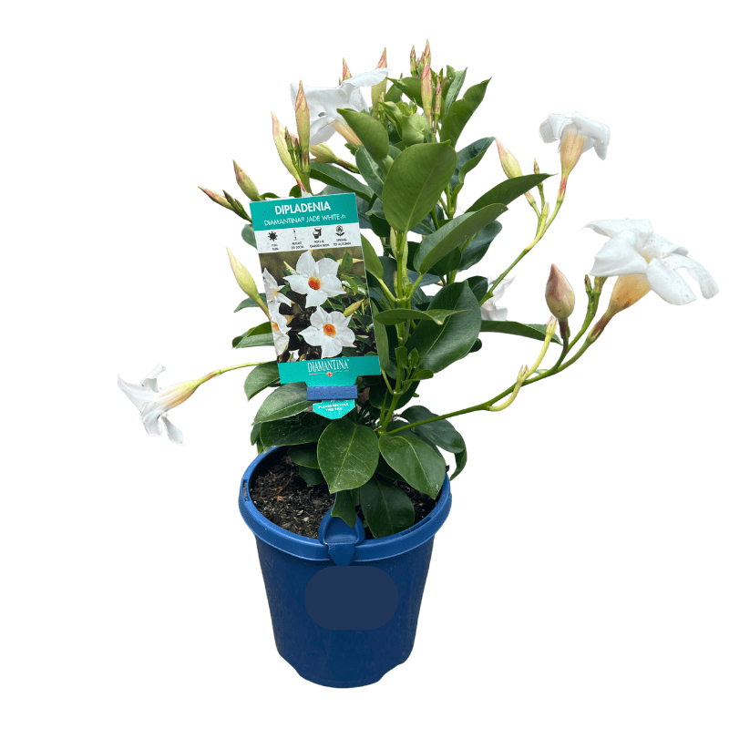 Mandevilla Jade White 15cm