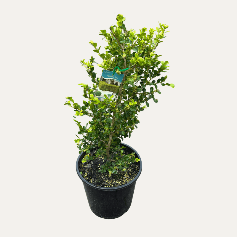 Buxus microphylla japonica 25cm