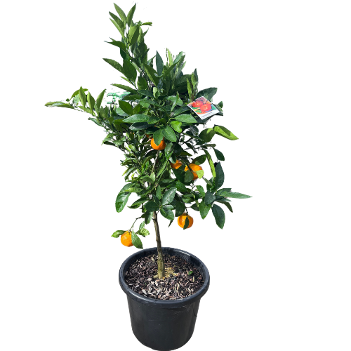 Mandarin Japanese Seedless 40cm