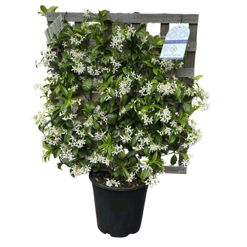 Star Jasmine Espalier 25cm