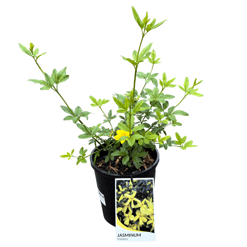 Jasminum mesnyi 14cm