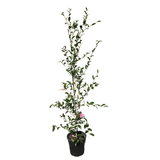 Camellia sasanqua Jennifer Susan 25cm