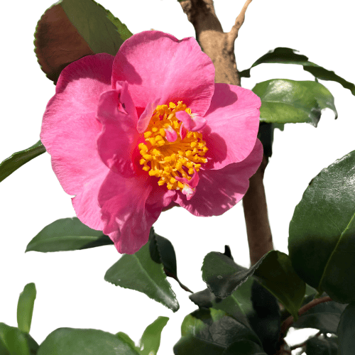 Camellia sasanqua Jennifer Susan 25cm