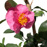 Camellia sasanqua Jennifer Susan 25cm