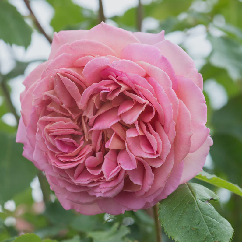 Rose Jubilee Celebration 20cm (David Austin)