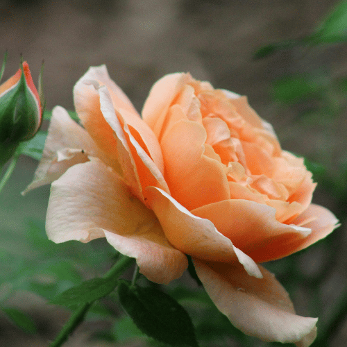 Rose Assorted Special 20cm