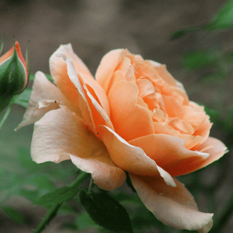 Rose Assorted Special 20cm