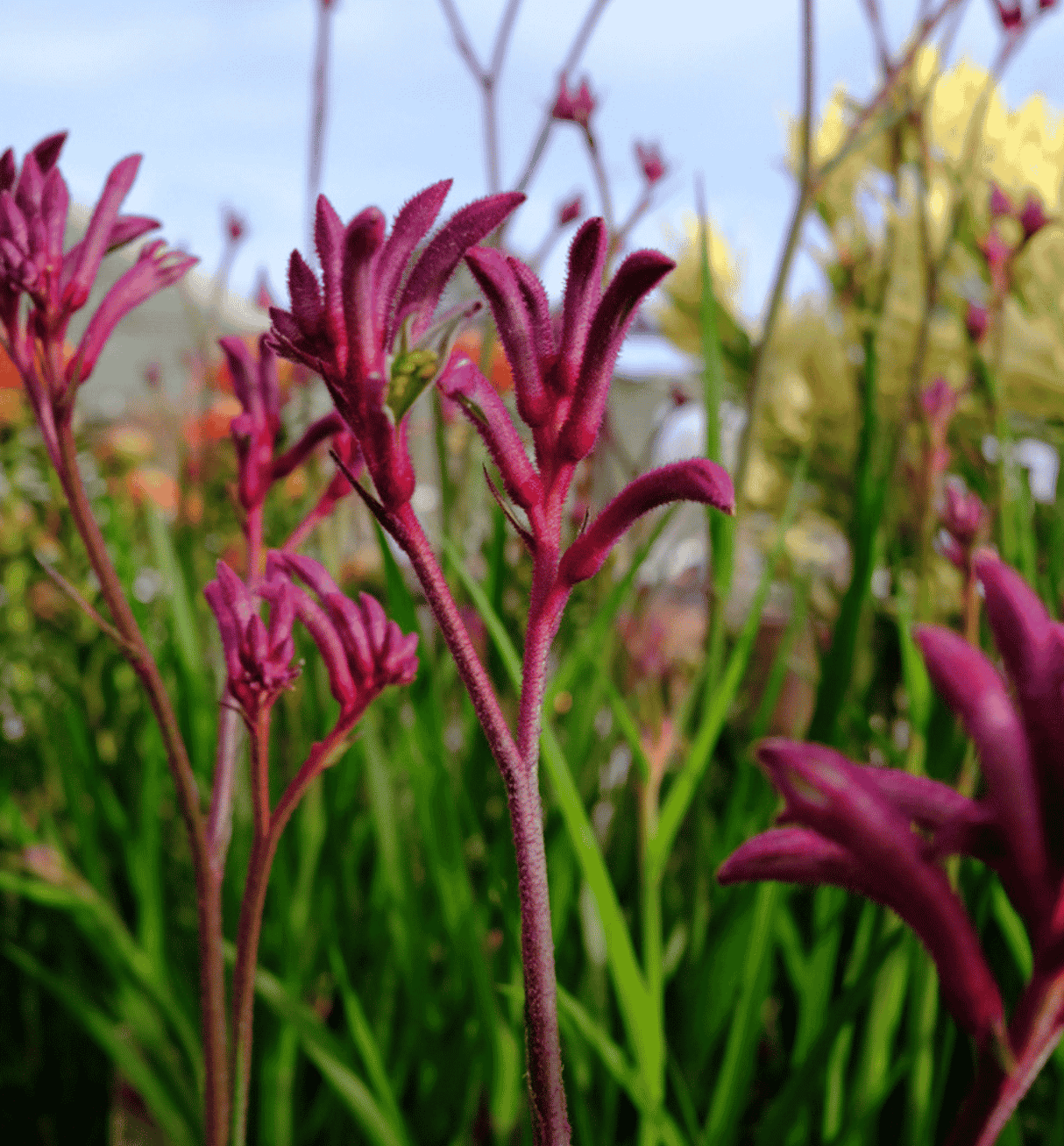 Kangaroo Paw Bush Merlot 18cm