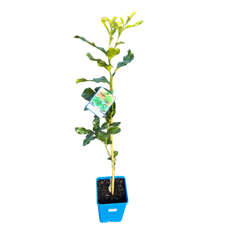 Lime 'Kaffir' Dwarf 17cm