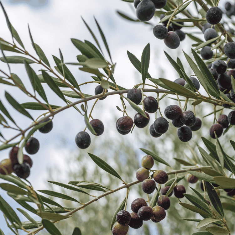 Olive Kalamata 20cm