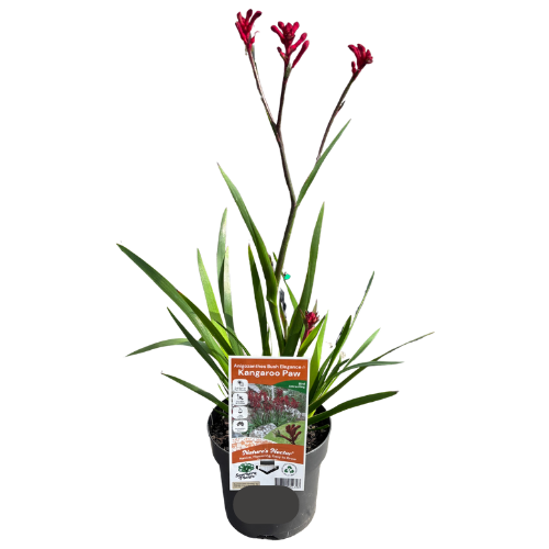 Kangaroo Paw 'Bush Elegance' 14cm
