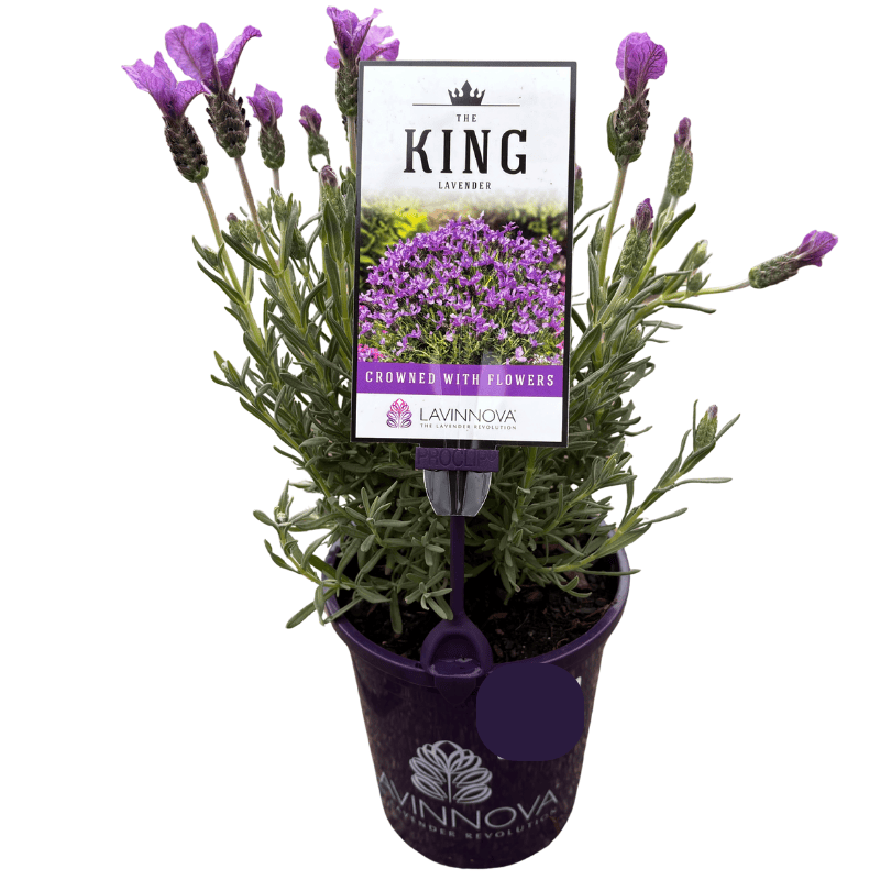Lavender The King 14cm