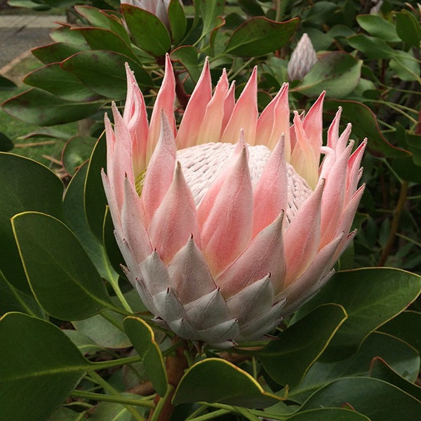 Protea 'King Pink' 14cm