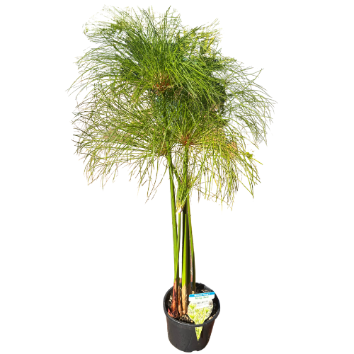 Cyperus papyrus 'King Tut' 18cm