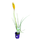 Kniphofia James Nottle 14cm
