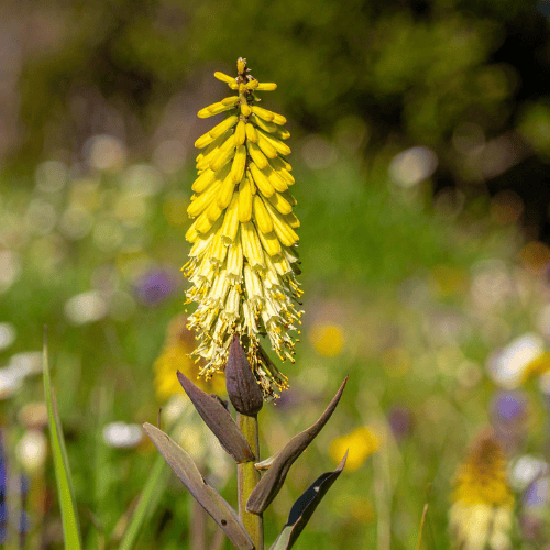 Kniphofia James Nottle 14cm