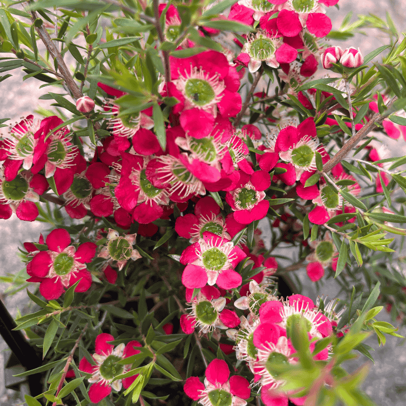 Leptospermum ‘Outrageous' 14cm