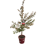 Lagerstroemia indica Acoma 25cm Tree