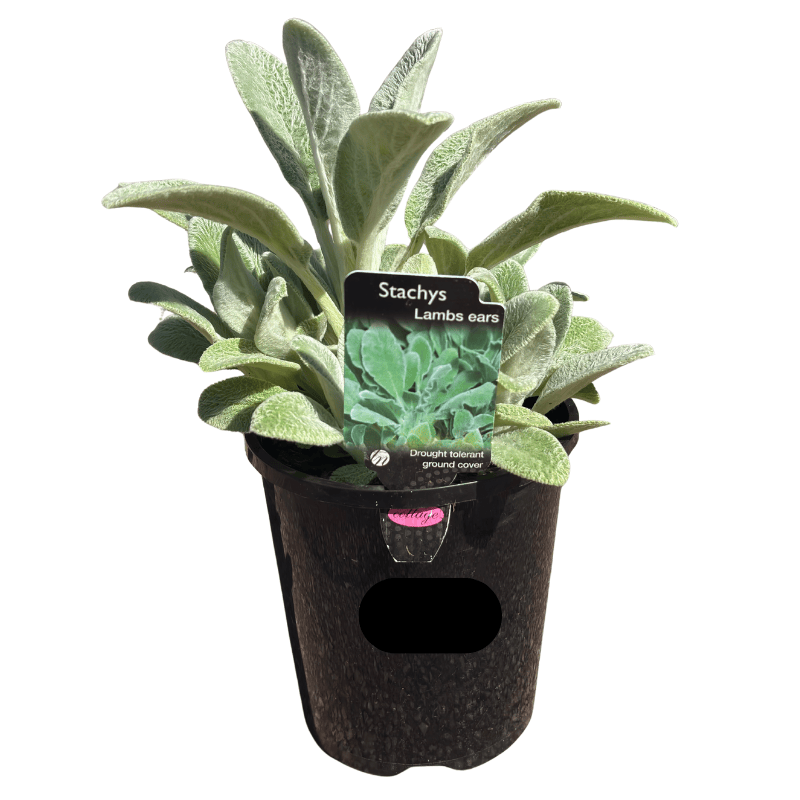 Stachys Assorted 'Lamb's Ears' 14cm