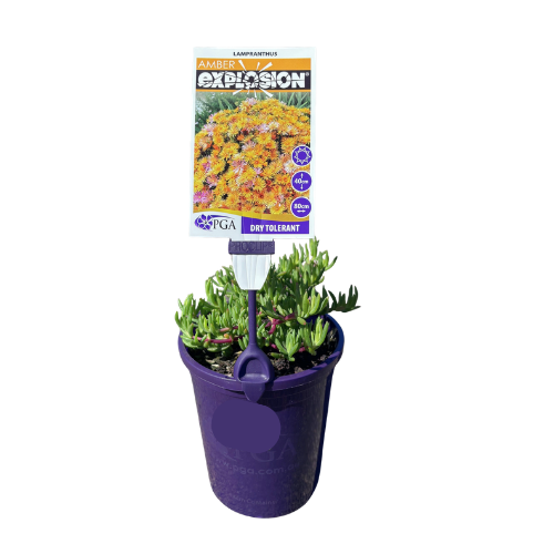 Lampranthus Amber Explosion 14cm
