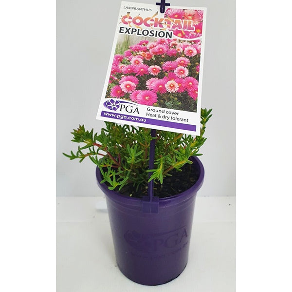 Lampranthus Cocktail Explosion 14cm