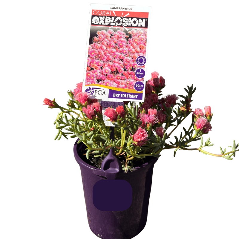 Lampranthus 'Coral Explosion' 14cm