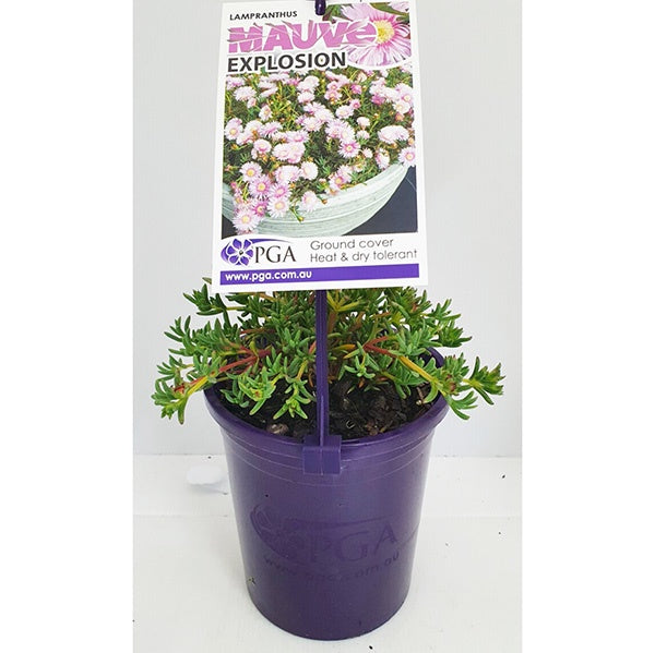 Lampranthus Mauve Explosion 14cm