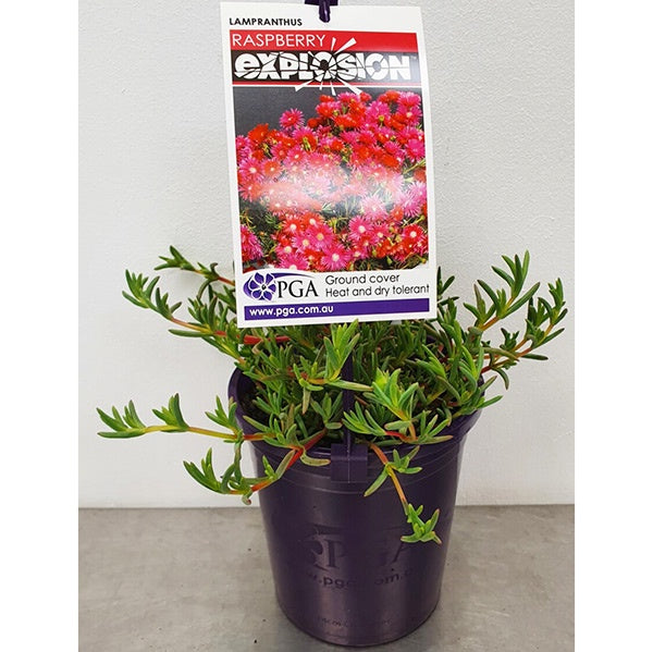 Lampranthus Raspberry Explosion 14cm – Gardenworld