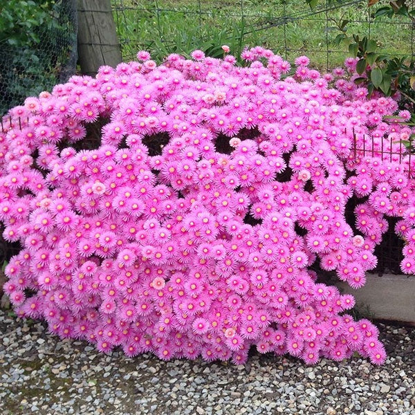 Lampranthus Pink Explosion 14cm