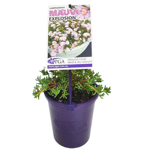 Lampranthus Mauve Explosion 14cm