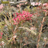 Grevillea Lana Maree 14cm