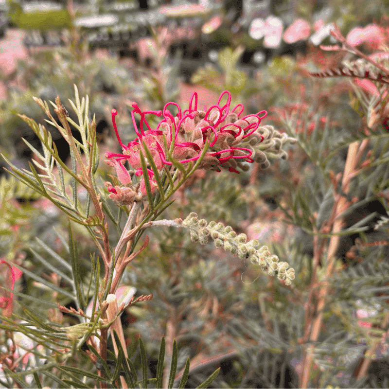 Grevillea Lana Maree 18cm