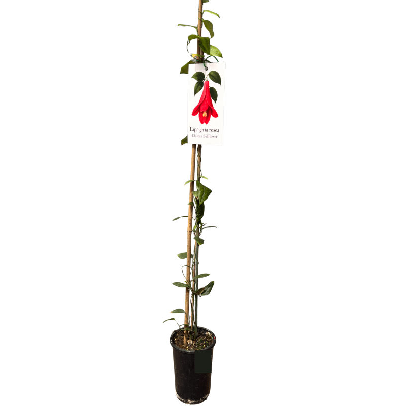 Lapageria rosea