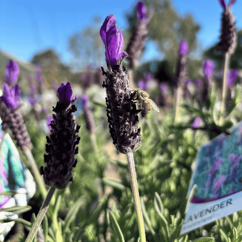 Lavender Avonview 20cm