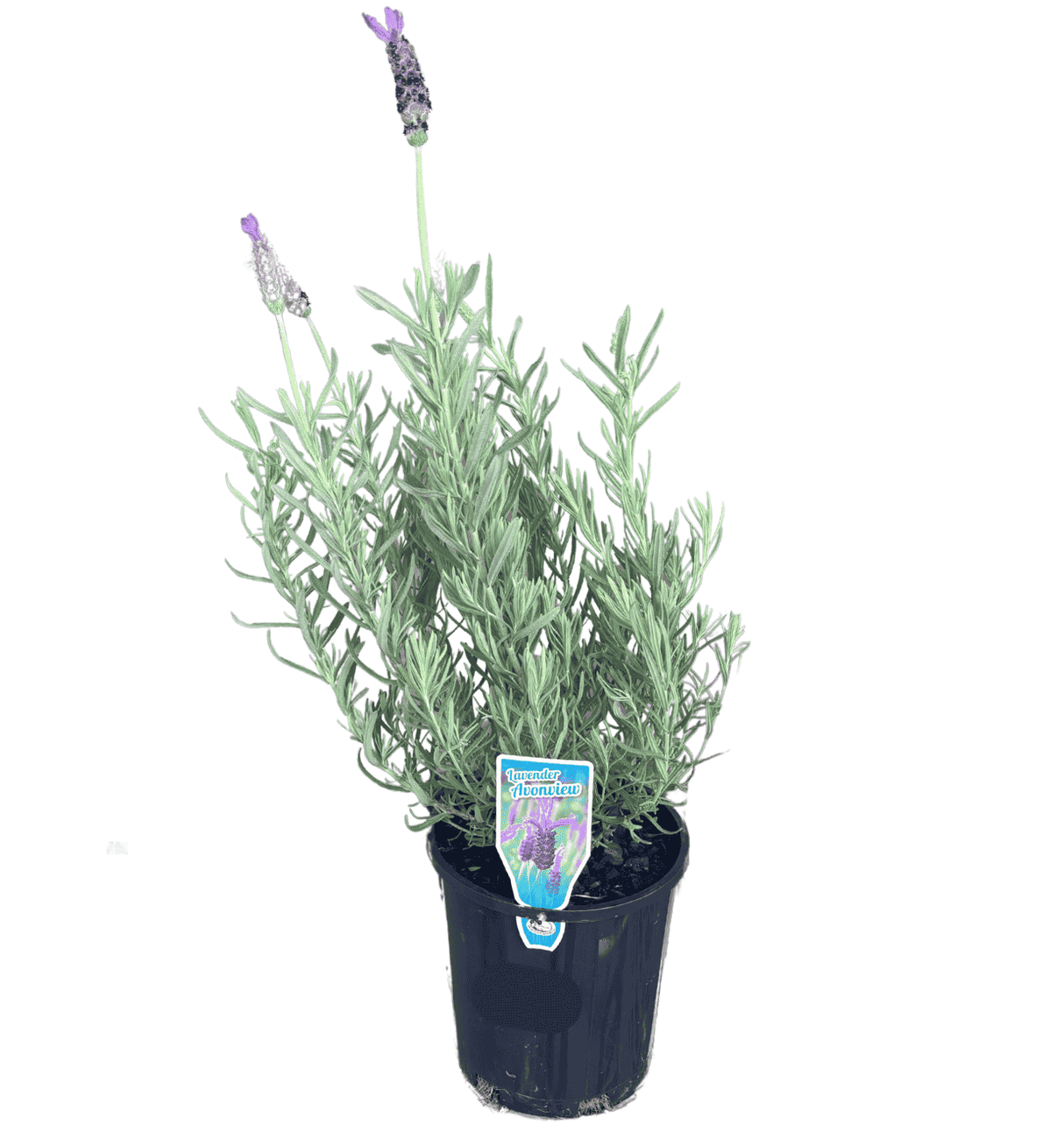 Lavender Avonview 14cm