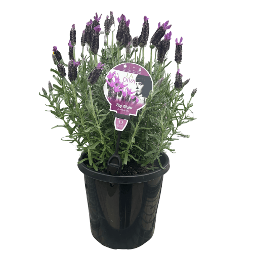 Lavender Big Night 20cm
