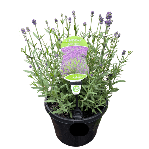 Lavender Blue Scent