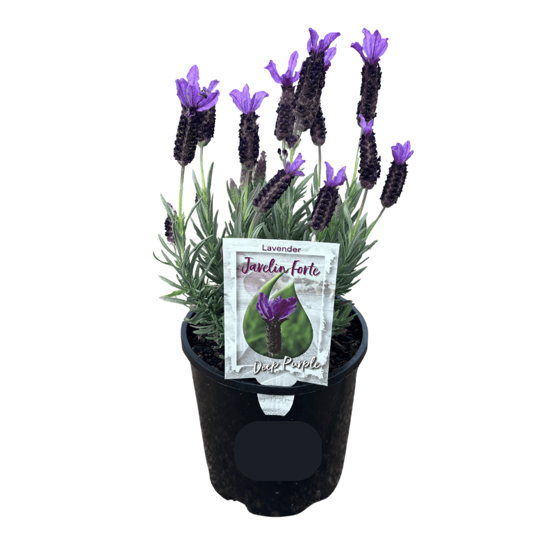 Lavender Deep Purple 14cm