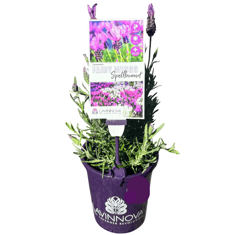 Lavender Fairy Wings Spellbound 14cm