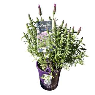 Lavender – Gardenworld