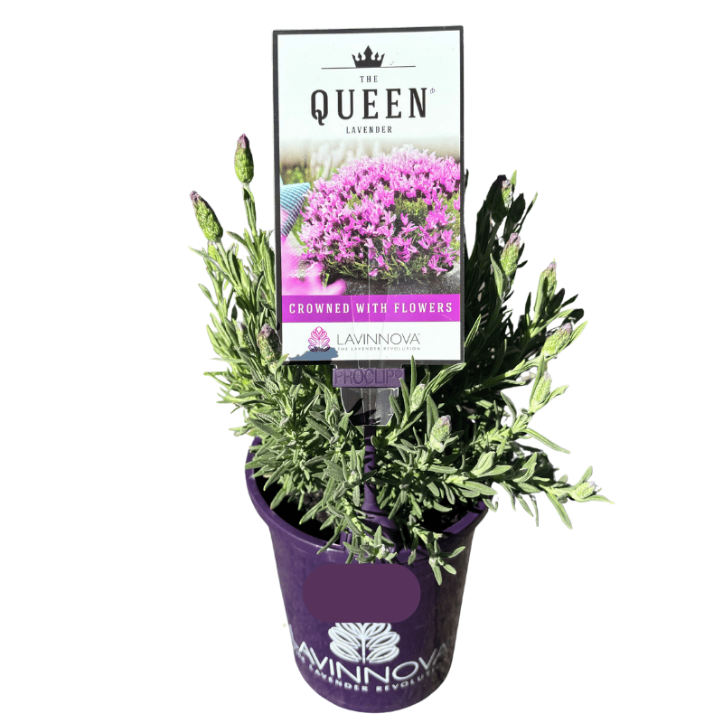 Lavender The Queen 14cm