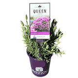 Lavender The Queen 14cm