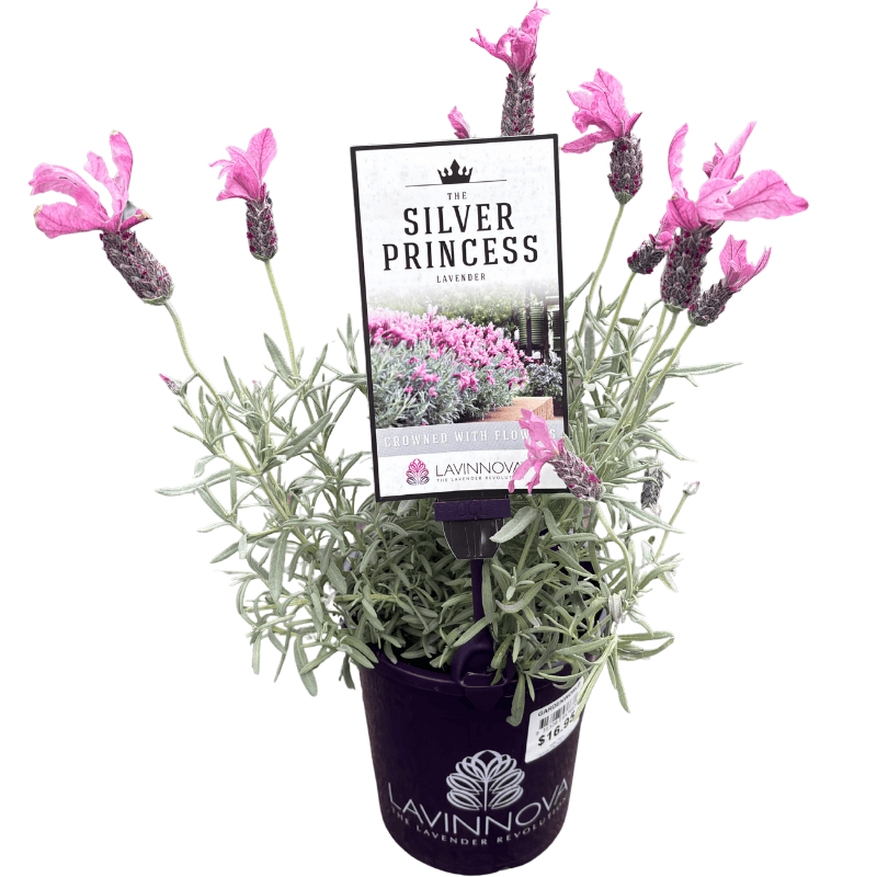 Lavender The Silver Princess 14cm