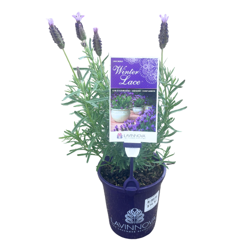 Lavender Winter Lace 14cm